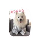 日本スピッツ おもち（個別スタンプ：6）