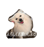日本スピッツ おもち（個別スタンプ：7）