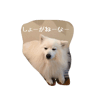 日本スピッツ おもち（個別スタンプ：8）