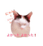 三毛猫のメイちゃん（個別スタンプ：1）