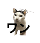 三毛猫のメイちゃん（個別スタンプ：2）