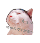 三毛猫のメイちゃん（個別スタンプ：3）