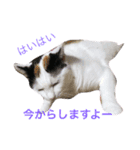 三毛猫のメイちゃん（個別スタンプ：5）