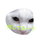 三毛猫のメイちゃん（個別スタンプ：6）