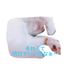 三毛猫のメイちゃん（個別スタンプ：7）