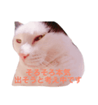 三毛猫のメイちゃん（個別スタンプ：8）