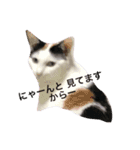 三毛猫のメイちゃん（個別スタンプ：11）