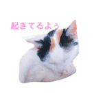 三毛猫のメイちゃん（個別スタンプ：12）