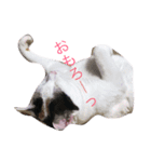 三毛猫のメイちゃん（個別スタンプ：14）