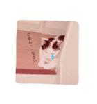 三毛猫のメイちゃん（個別スタンプ：15）