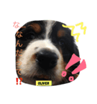オリバーとパンの日常です（個別スタンプ：2）