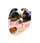 オリバーとパンの日常です（個別スタンプ：10）