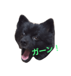 kuma_nosuke！（個別スタンプ：7）