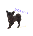 kuma_nosuke！（個別スタンプ：8）