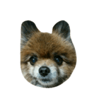 癒し系みみぞう（個別スタンプ：1）