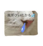 しらスタンプ（個別スタンプ：9）