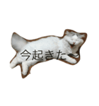 しらスタンプ（個別スタンプ：10）