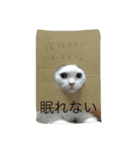 しらスタンプ（個別スタンプ：15）