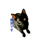黒猫だけど、はまち。〜やる気ない編（個別スタンプ：1）
