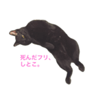 黒猫だけど、はまち。〜やる気ない編（個別スタンプ：2）