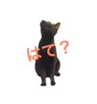 黒猫だけど、はまち。〜やる気ない編（個別スタンプ：4）