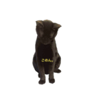 黒猫だけど、はまち。〜やる気ない編（個別スタンプ：5）
