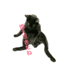 黒猫だけど、はまち。〜やる気ない編（個別スタンプ：6）