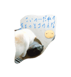 しろワンコ草太（個別スタンプ：1）
