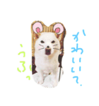 しろワンコ草太（個別スタンプ：2）