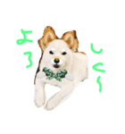 しろワンコ草太（個別スタンプ：3）