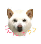 しろワンコ草太（個別スタンプ：4）