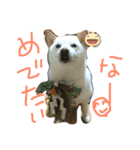 しろワンコ草太（個別スタンプ：7）