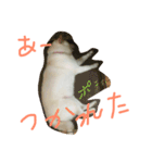しろワンコ草太（個別スタンプ：8）