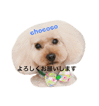 チョココファミリー1（個別スタンプ：10）