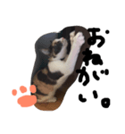 ねこ麿スタンプ（個別スタンプ：2）