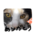 ねこ麿スタンプ（個別スタンプ：3）