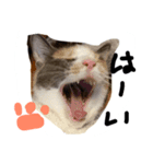 ねこ麿スタンプ（個別スタンプ：4）