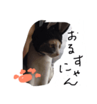 ねこ麿スタンプ（個別スタンプ：8）