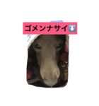 イタグレ ヤマト（個別スタンプ：5）