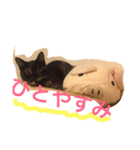 ねこちゃんちゃん！（個別スタンプ：1）