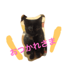ねこちゃんちゃん！（個別スタンプ：2）
