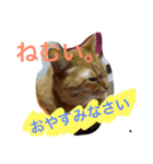 ねこちゃんちゃん！（個別スタンプ：3）