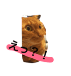 ねこちゃんちゃん！（個別スタンプ：4）