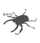 taiwan beetles（個別スタンプ：1）