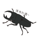 taiwan beetles（個別スタンプ：2）