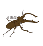 taiwan beetles（個別スタンプ：4）
