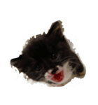 Do not bother！！（個別スタンプ：1）