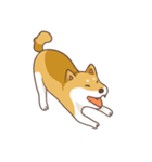 Three colors shiba inu（個別スタンプ：5）