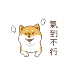 Three colors shiba inu（個別スタンプ：6）