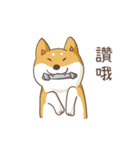 Three colors shiba inu（個別スタンプ：7）